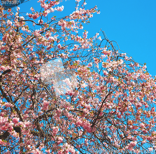 Image of in london park the pink tree and blossom flowers natural