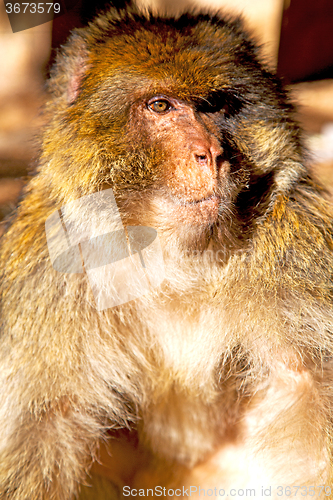 Image of old monkey in africa  natural  close up