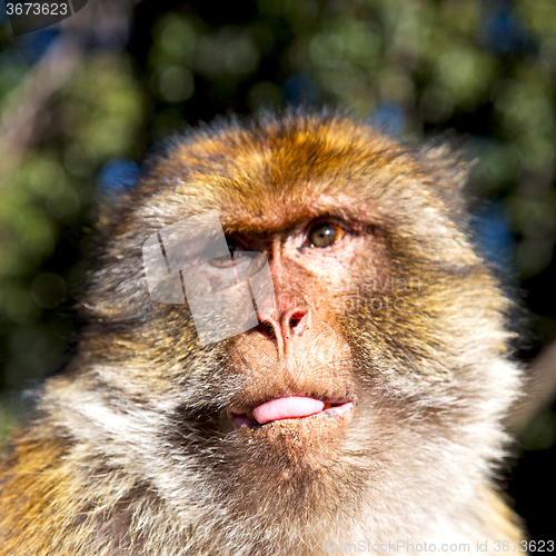 Image of old monkey in africa morocco and natural background fauna close 