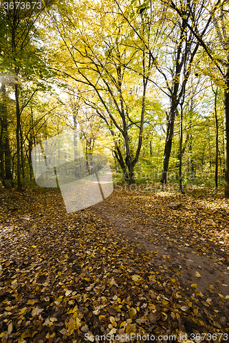 Image of autumn forest  .  Forest  