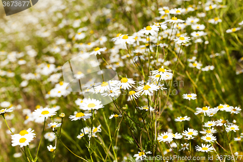Image of daisies   spring   season