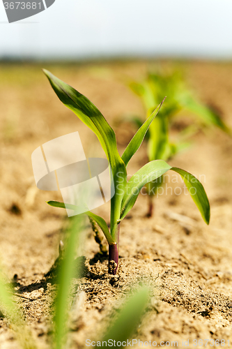 Image of   sprout of corn 