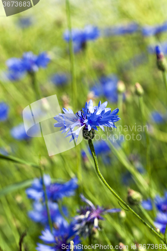 Image of blue cornflower  . spring