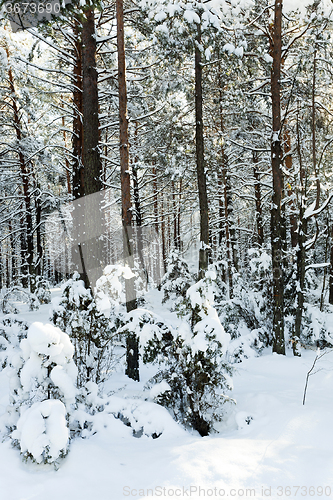 Image of trees in winter  