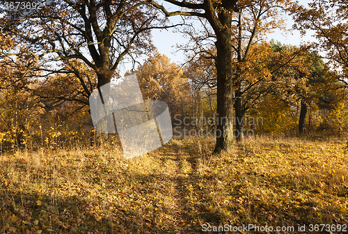 Image of   trees in the autumn  