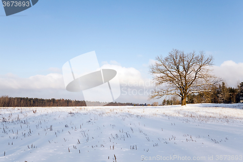 Image of trees in winter 