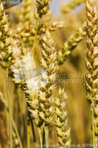 Image of mature cereal . close-up  