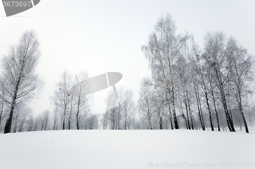 Image of   park in winter