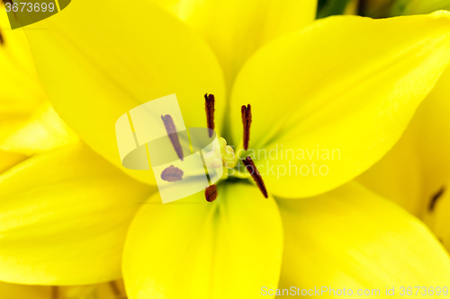 Image of yellow lily   close up 