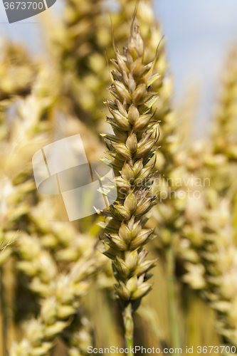 Image of mature cereal . close-up  