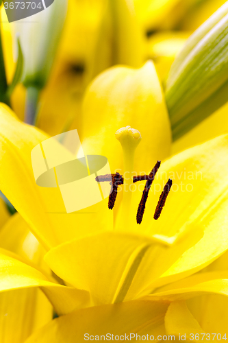 Image of yellow lily   close up 