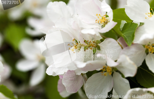 Image of blooming apple trees  