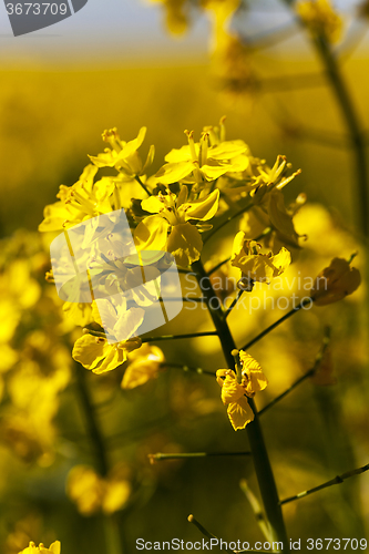 Image of   rape flowers  spring