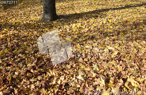 Image of autumn forest  .  trees  