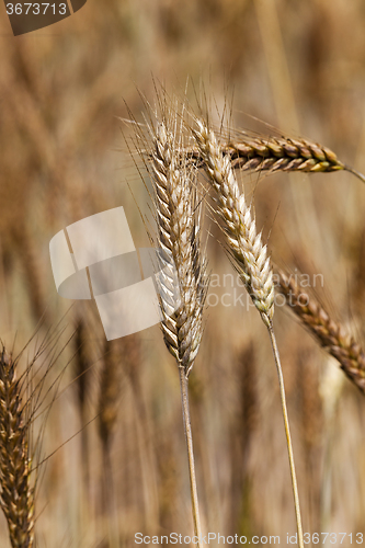 Image of ripened cereals . close up