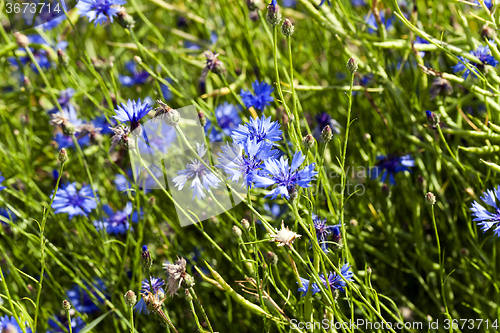 Image of blue cornflower . spring