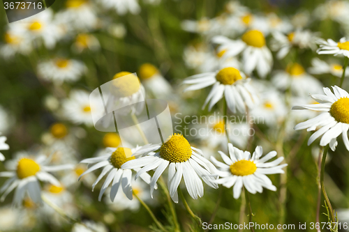 Image of white daisy   in bloom