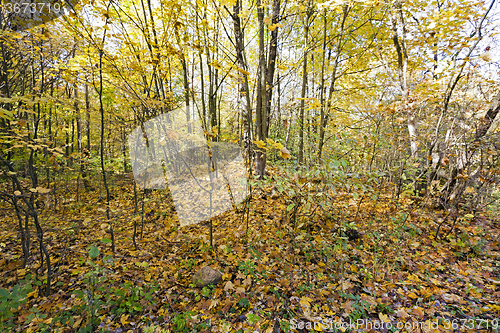 Image of autumn forest , photographed  