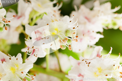 Image of blooming chestnut tree 