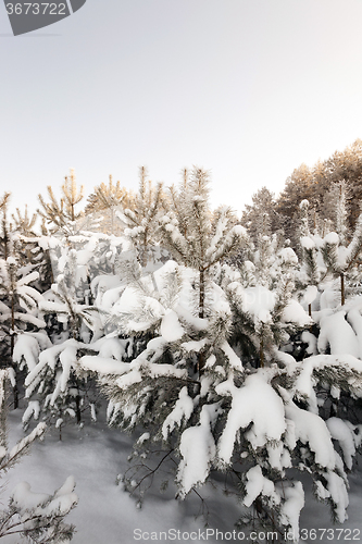 Image of trees in winter  