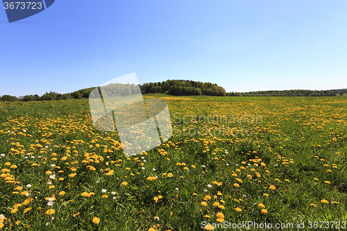 Image of green vegetation .  field  