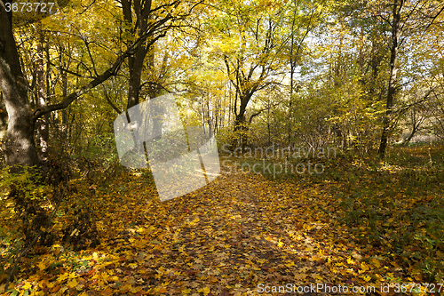 Image of autumn forest . Belarus
