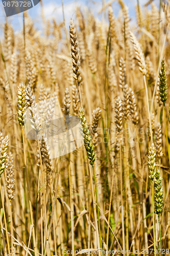 Image of ripened cereals .  close up