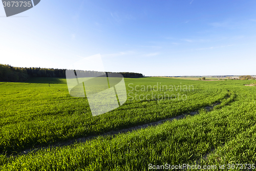 Image of immature cereals . field