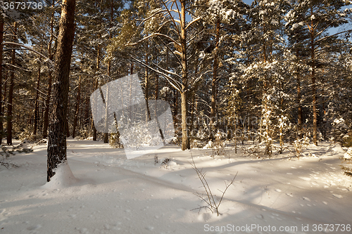 Image of trees in winter  