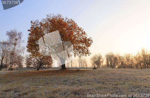 Image of   autumn to winter