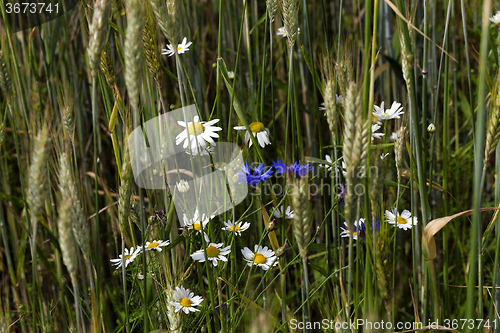 Image of  daisy  in bloom