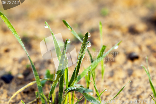 Image of sprouted wheat .  dawn sun 