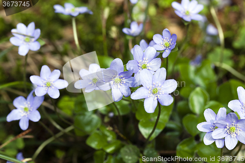 Image of spring flowers .  forest