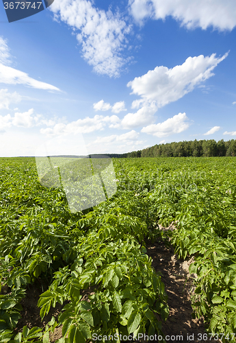 Image of potato field  . Belarus