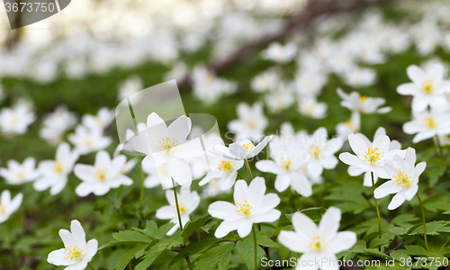 Image of   spring flowers in white