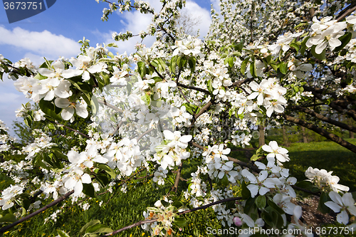 Image of cherry . spring season