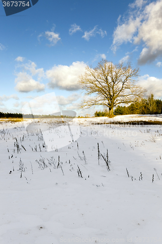 Image of lonely tree .  snow.