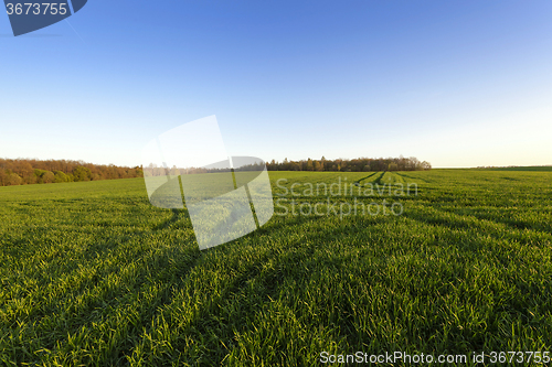 Image of immature cereals . field