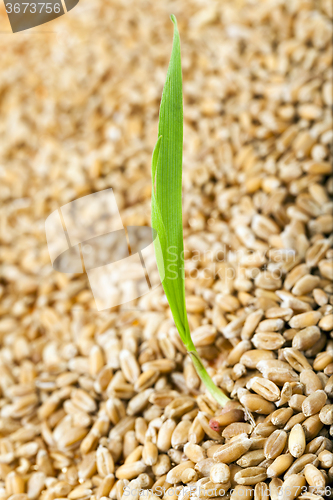 Image of   wheat after harvest