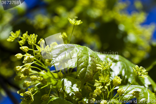 Image of   flower green maple 
