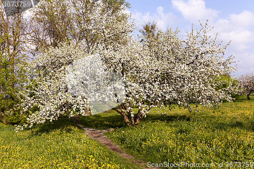 Image of cherry blossoms. spring 