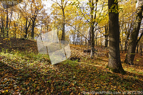 Image of   the forest,   autumn 