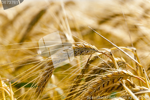 Image of   grow ripe cereals