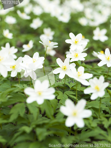 Image of spring flowers . close-up