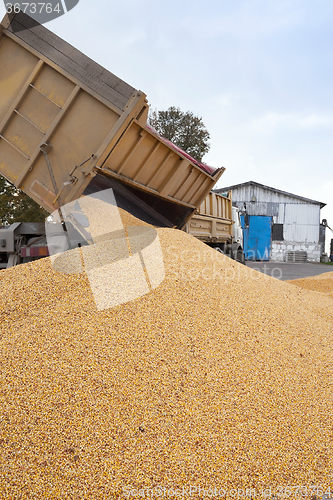 Image of   heap of corn