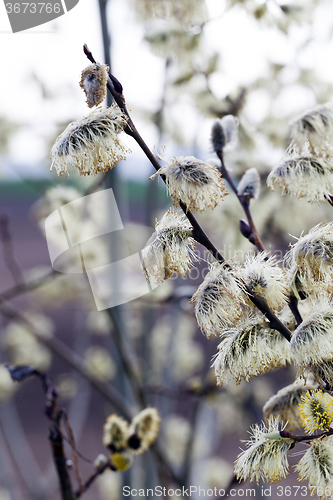 Image of blooming willow . springtime