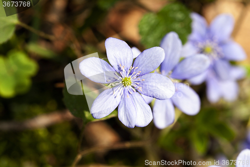 Image of spring flowers .  forest