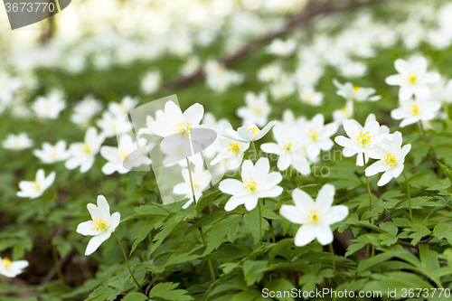 Image of   white spring flowers.