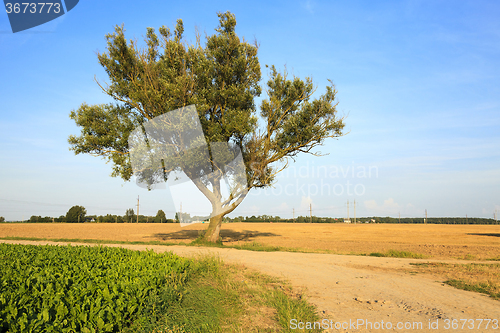 Image of Spring road .  countryside  