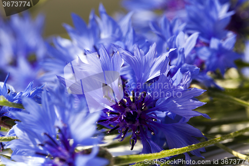 Image of blue cornflower  . spring